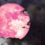 Découvre le rituel doux de la Pleine Lune Rose du 2 avril 2026 pour libérer ton pouvoir féminin, te reconnecter à toi-même et éveiller ta magie intérieure.