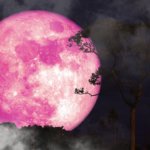 🌕 Pleine Lune Rose du 2 Avril 2026 : Éveille ta magie intérieure Rituel doux pour libérer ton Pouvoir Féminin